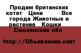 Продам британских котят › Цена ­ 500 - Все города Животные и растения » Кошки   . Смоленская обл.